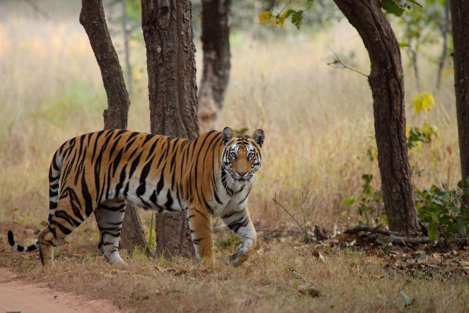 Pench Safari