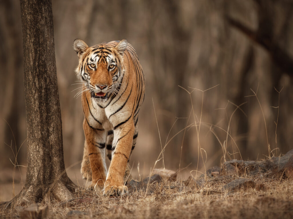Pench Tiger Reserve