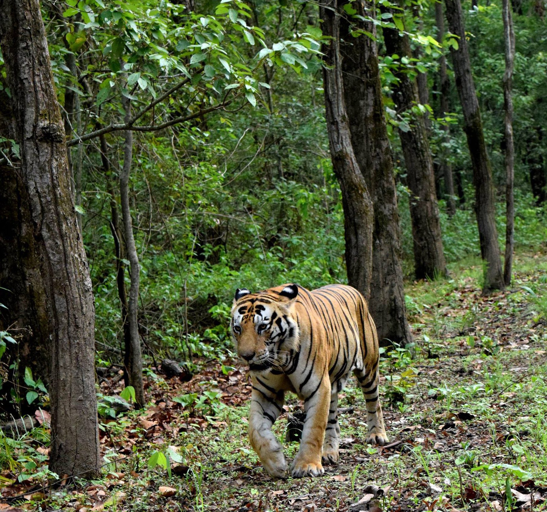 Pench Tiger Reserve