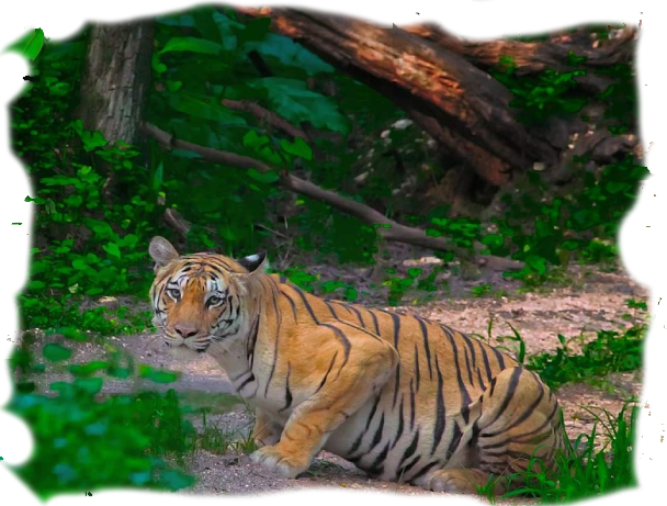 Pench Tiger Reserve